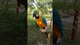 si bigbird sumasayaw ng paro paro g hehehe play din aya ng basketball