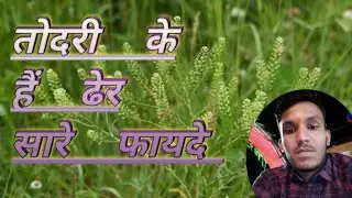Todari: तोदरी के हैं ढेर सारे फायदे।। ayurved chikitsa 1
