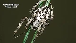 Beautiful Spider - Like You've Never Seen It Before | Close Up - Insect