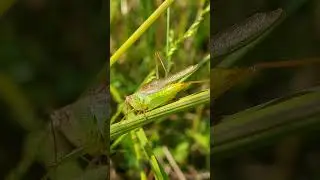 Agile Meadow Katydid Singing