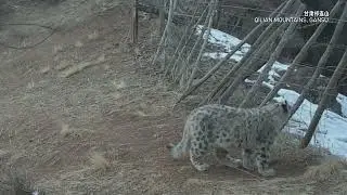 Snow leopard and cubs spotted in NW China&rsquo;s Qilian Mountains
