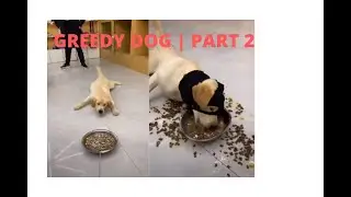 Greedy dog part 2