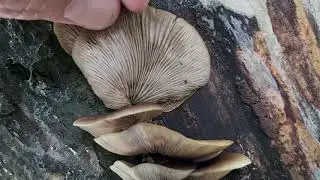 Ciżm&oacute;wka miękka (Crepidotus mollis) - 03.09.2021, Nowa Huta, Krak&oacute;w.
