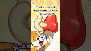 🌰That Cashews? They Actually Grow From Apples❗️ #shorts #trivia #lightcomics