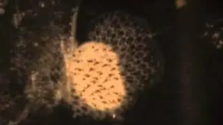 nudi eating M3