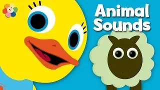 Learn Animals | Tillie the Duck | BabyFirst TV