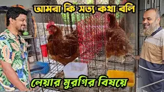আমাদের কথার সাথে কি খামারিরা মিল পায় সত্যি কি লেয়ার মুরগি অনেক ডিম পারে