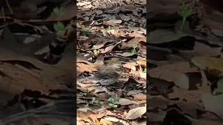 Cute little bird eating 🐛 in the forest