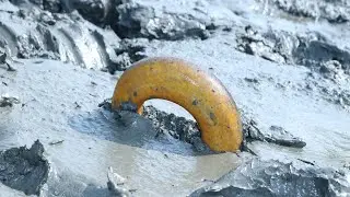 Traditional eel fish catching || Village boy fishing from the mud