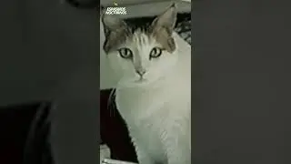 Esta gatita vivi&oacute; 38 a&ntilde;os 🙀❤️ #gato #cremepuff #38a&ntilde;os