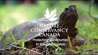 NCC is protecting wood turtles in Mauricie, Quebec (full version)
