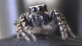 Phlegra species (Aelurillinae: Salticidae) Jumping Spider - Aranha Saltadora papa moscas