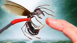 Stung by a Queen Bullet Ant!