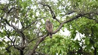 Strange Behavior of Birds Attacking Eagle