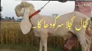 New kajla Chtra Sargodha ka...Best Kajla Chtra.