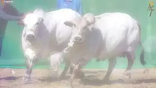 sufi cattle 2023
