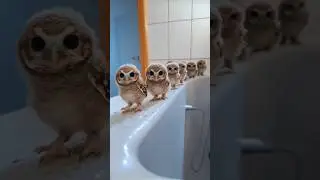 Night Angels 🔥 #animal #owl #angel