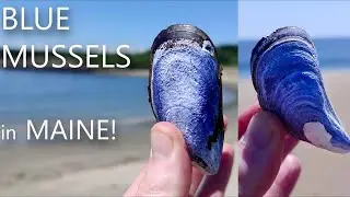 Finding beautiful Blue Mussel SHELLS in Maine!