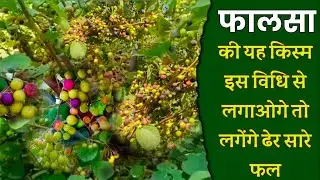 फालसा की खेती का वैज्ञानिक तरीका | falsa ki kheti | phalsa plant | phalsa farming