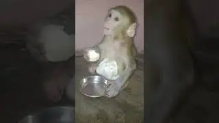 Monkey beby 🐒🥰🥰🥰 #babyanimal #viralvideo #babymonkey #monkey