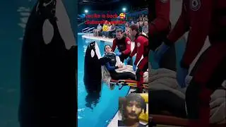 jacika is back bhai #dolphin #orca #memes #attack #jessica #lovestatus #facts #knowledge #viral