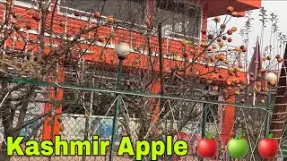 Jammu Kashmir Apple 🍎 || Kashmir Pahalgam 🍎 🍏 