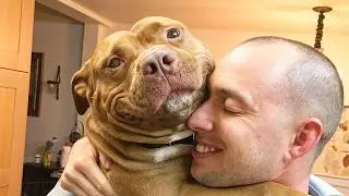 Попробуйте не рассмеяться над этими забавными собаками 😁