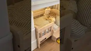 Cat comfort zone 🌸🌺#cat #shortsyoutube #cute #catperson #pets