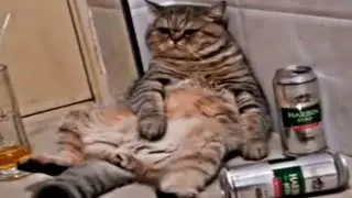 Drunk cat 🐈 | Cats video's compilation | Animaly 128