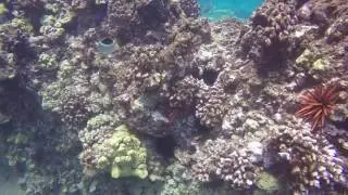 Saddleback Butterflyfish, Makena, 7/8/17.