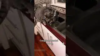 #catparentlife 🐱🙀