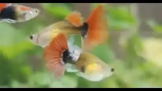 IKAN GUPPY #shorts #ikan #ikanhias #ikanguppy #ikancupanghias #batikanak #ikankoi