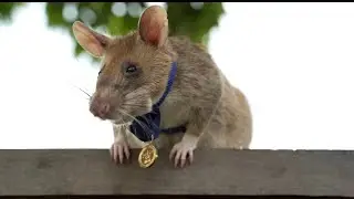 Hero Rat That Detected Over 100 Landmines in Cambodia Dies