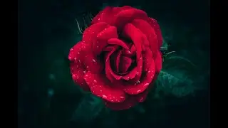 Allah&rsquo;s Praise for the Prophet Muhammad ﷺ | Ash-Shifa &ndash; Chapter 1.1