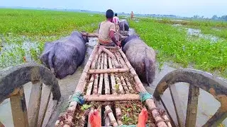 Traditional Buffalo cart journey in village filed india ll Real Buffalo cart ride
