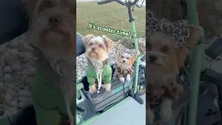 Catch me if you can! 🛴🐶😂 #dogshorts #ytshorts #dog #yorkie #funny #scooter #dogchase #fyp #cute