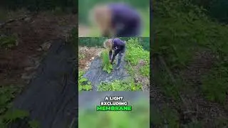 Простой способ борьбы с сорняками на дачном участке.