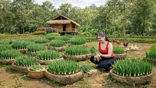 Harvesting Fresh Garden Onions | CEO Makes Fiery Homemade Kimchi for Market