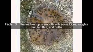 Umbilicaria phaea Top  #5 Facts