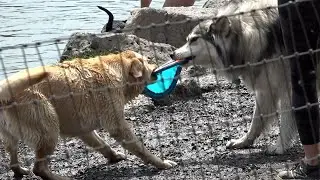 Bend Parks and Rec and dog owners react to off-leash excuses