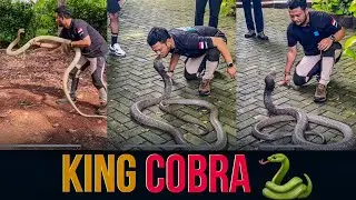 KING COBRA 🐍 |￼ Our Complete Review of King cobra #cobra #snake
