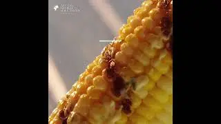 Memorial Day Recipes