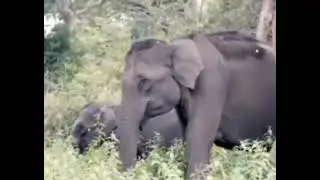 ANIMAL DE PODER TOTEM ELEFANTE