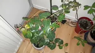MY 100+ PLANT TOUR! Rare Plants? Monstera! Philodendron! Scindapsus! Hoya! ROOM TOUR! PLANT HAUL!!!