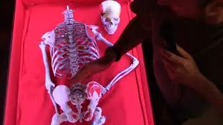 Axial Skeleton Video Overview by Mr  Ross