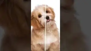 #pause #impossible #dog #cute #subscribe