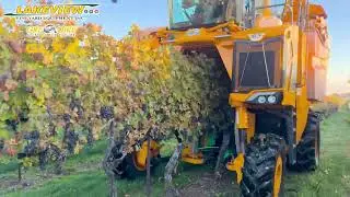 Harvesting Cabernet Sauvignon Grapes! 2025 Canadian Cab Sauv Grape Harvest