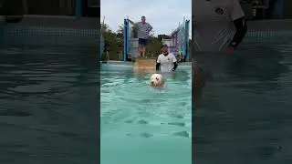 Spanish water dog Pablo is unsure of people but him & Terry quickly became friends 🐾💕🇬🇧💦