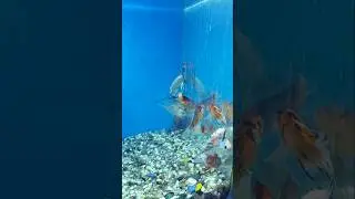 Aquarium Fish🐠🐟 #shorts  #fish  #aquarium