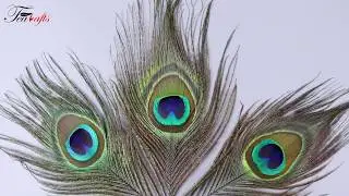 DIY Peacock Feather Jewelry Crafts Plumes for Home Decoration | Studio Decoration